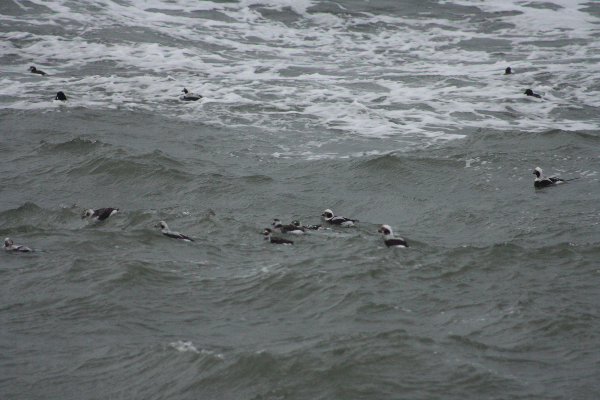 Long-tailed Duck (Clangula hyemalis), photo 1
