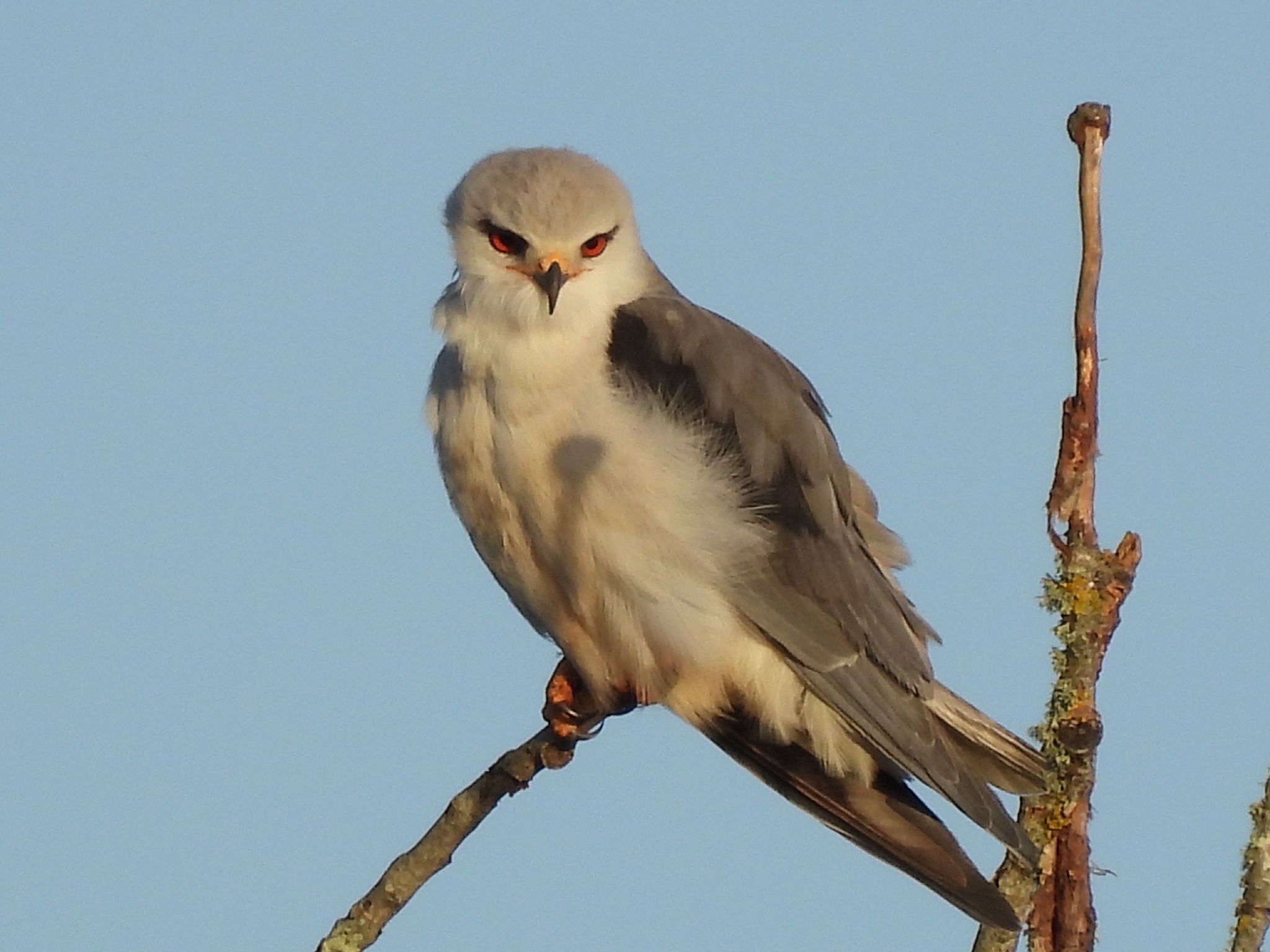 Black-winged Kite (Elanus caeruleus), photo 3