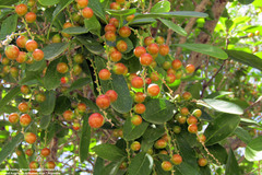 Citharexylum montevidense