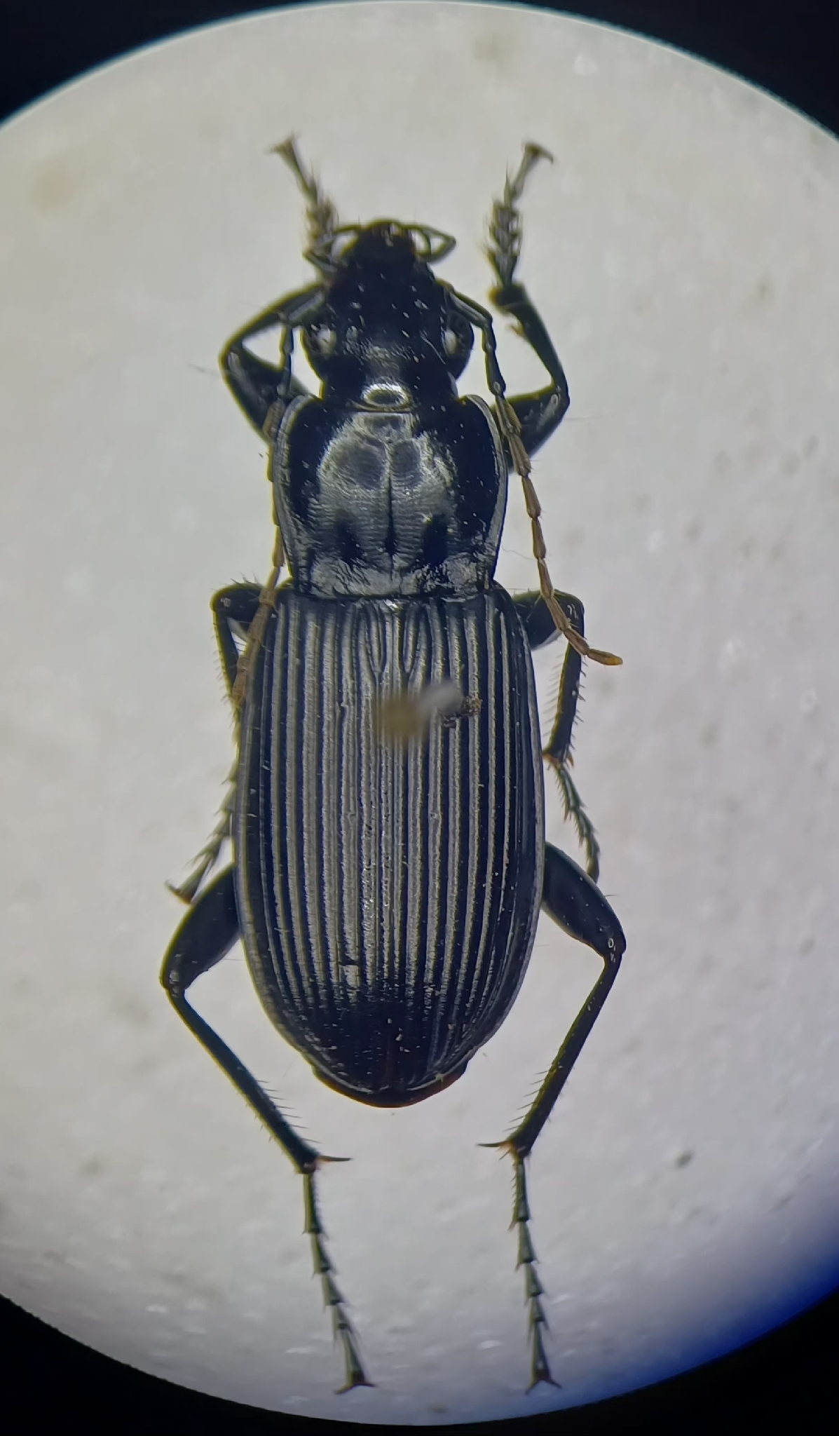Pterostichus niger