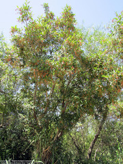 Citharexylum montevidense