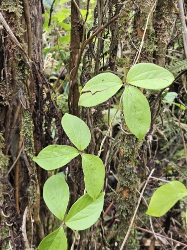 Dioscorea pentaphylla observed 2026-01-03