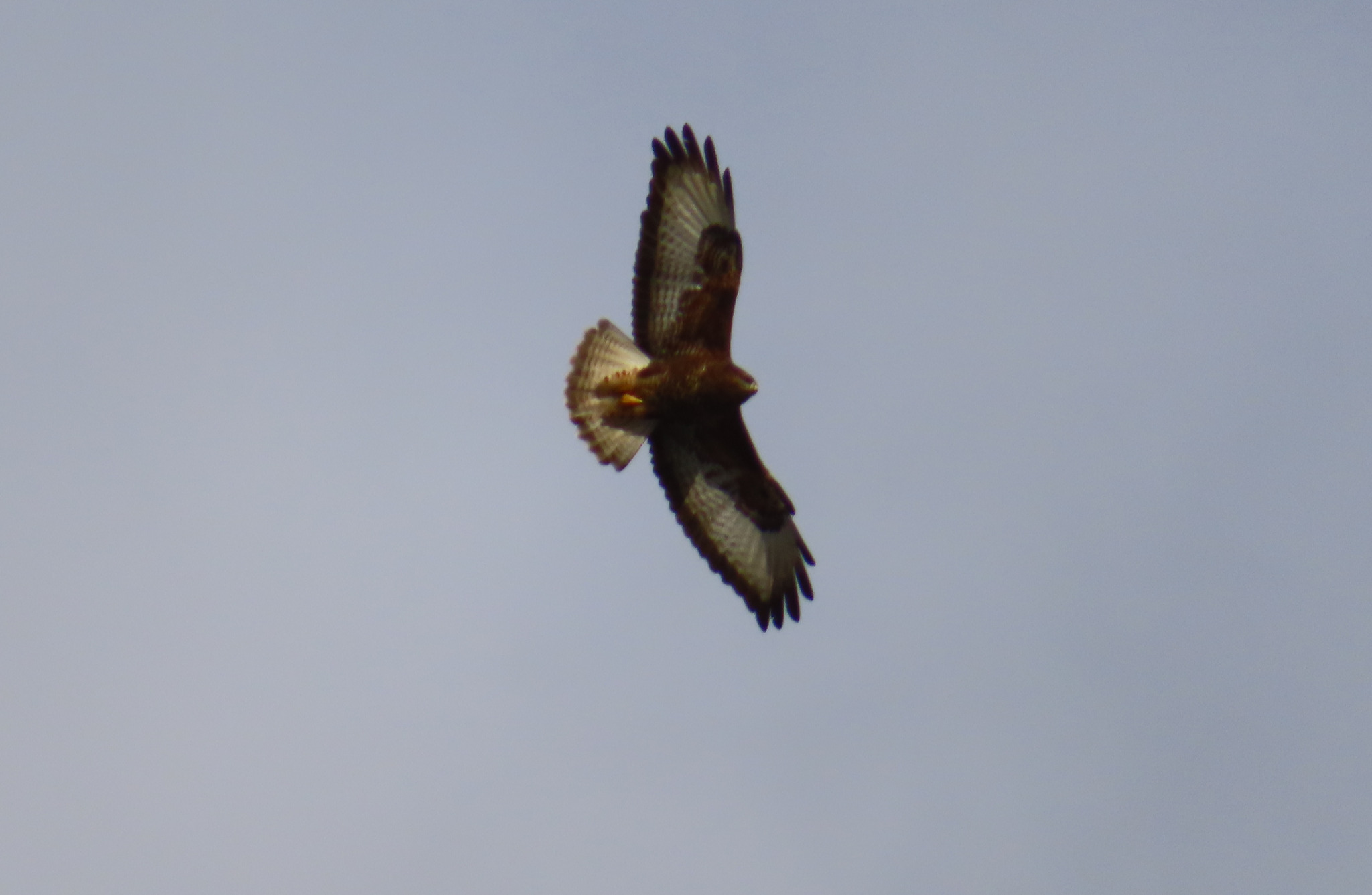 Buteo buteo