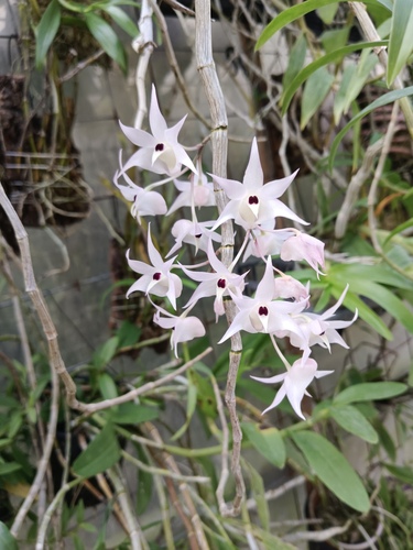 Dendrobium bifurcatum
