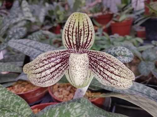 Myanmaricum Slipper Orchid