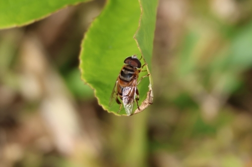 Unknown species found near New Smyrna Beach, FL 32169, USA