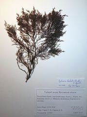 Gongolaria barbata