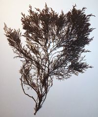 Gongolaria barbata