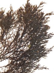 Gongolaria barbata