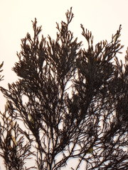 Gongolaria barbata