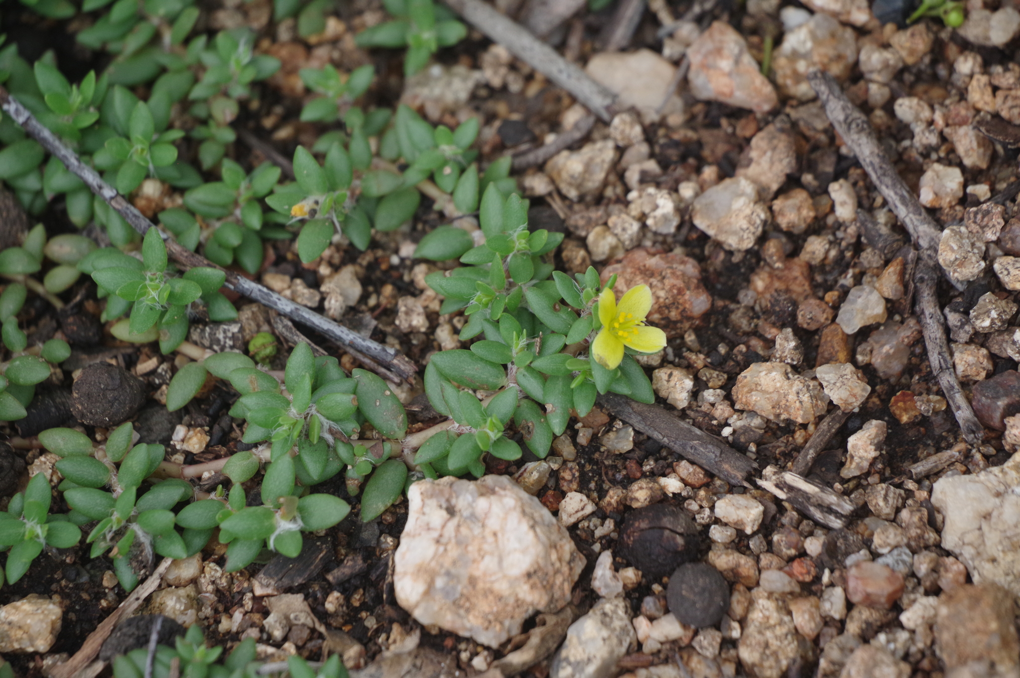 Shrubby purslane