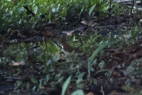 Wood Thrush (Hylocichla mustelina), photo 2