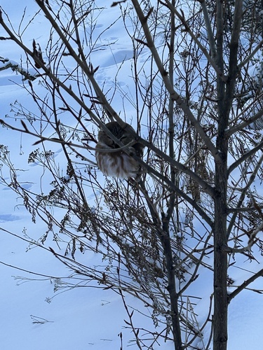 Northern Saw-whet Owl (Aegolius acadicus), photo 4
