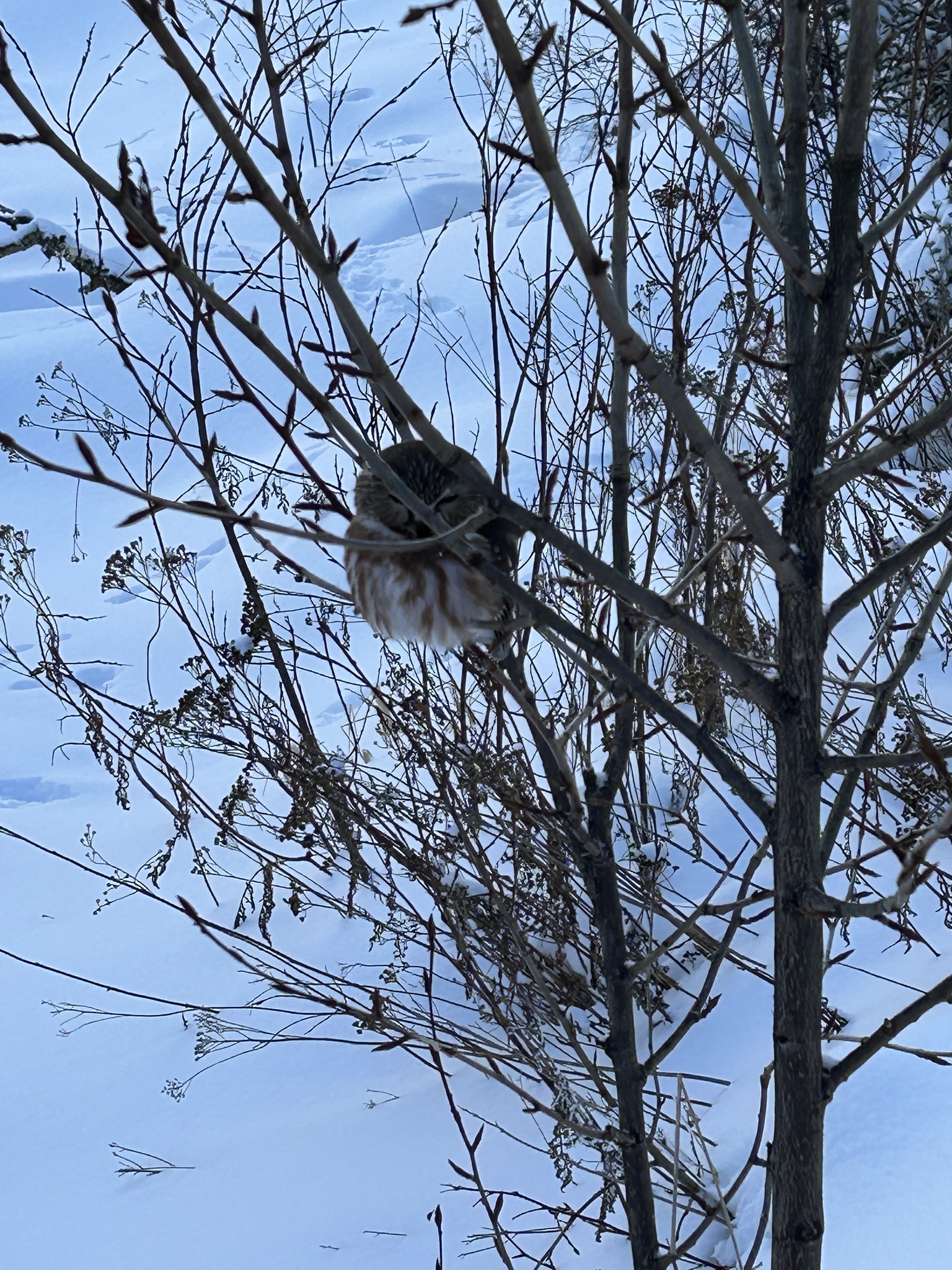 Northern Saw-whet Owl (Aegolius acadicus), photo 4