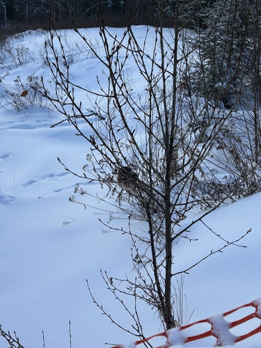 Northern Saw-whet Owl (Aegolius acadicus), photo 10