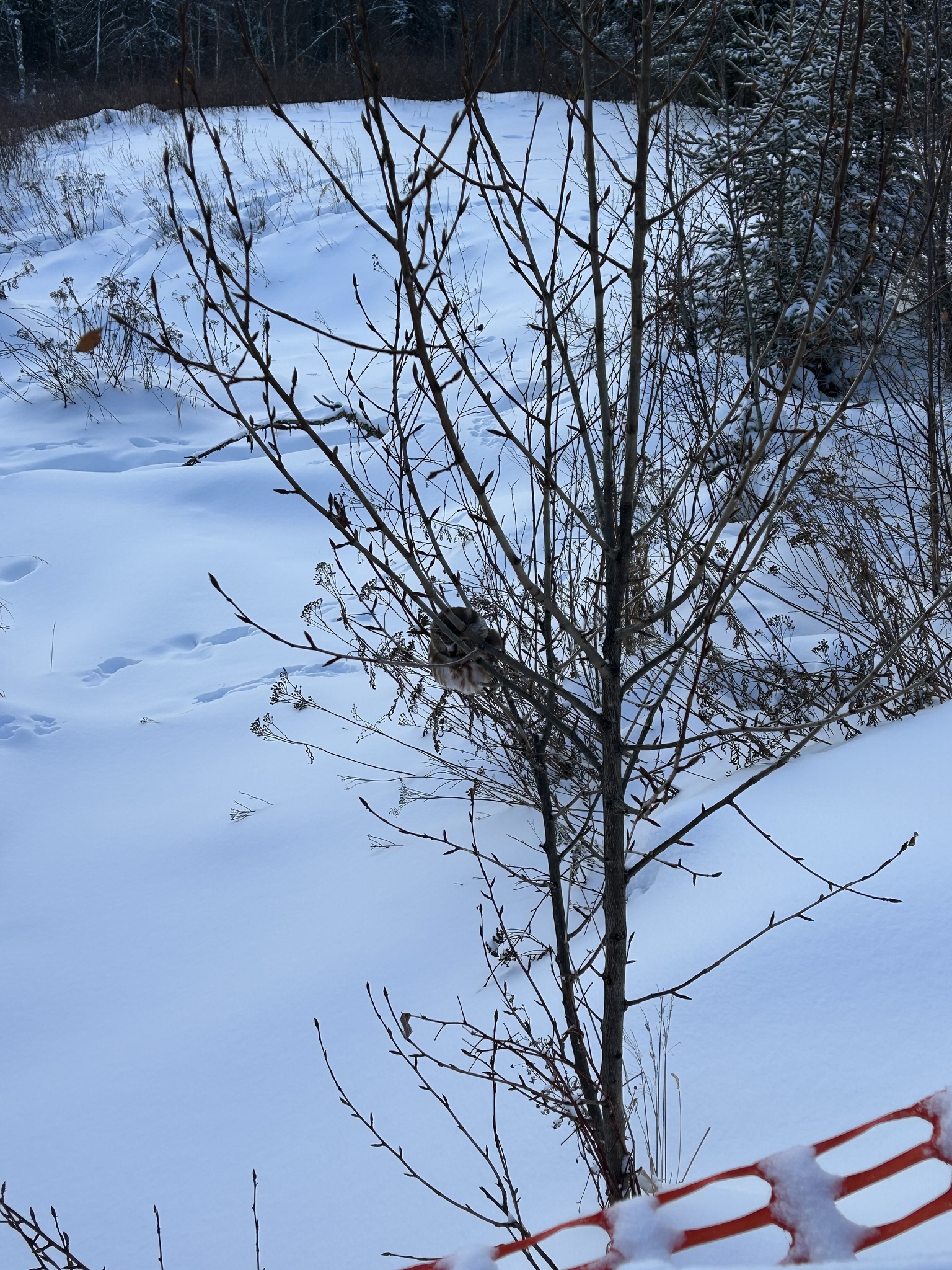 Northern Saw-whet Owl (Aegolius acadicus), photo 10