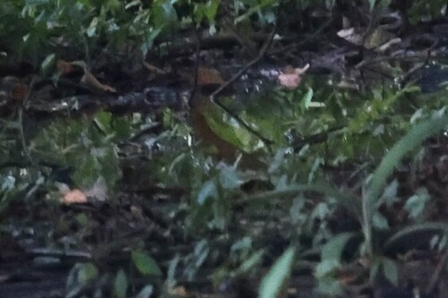 Wood Thrush (Hylocichla mustelina), photo 3