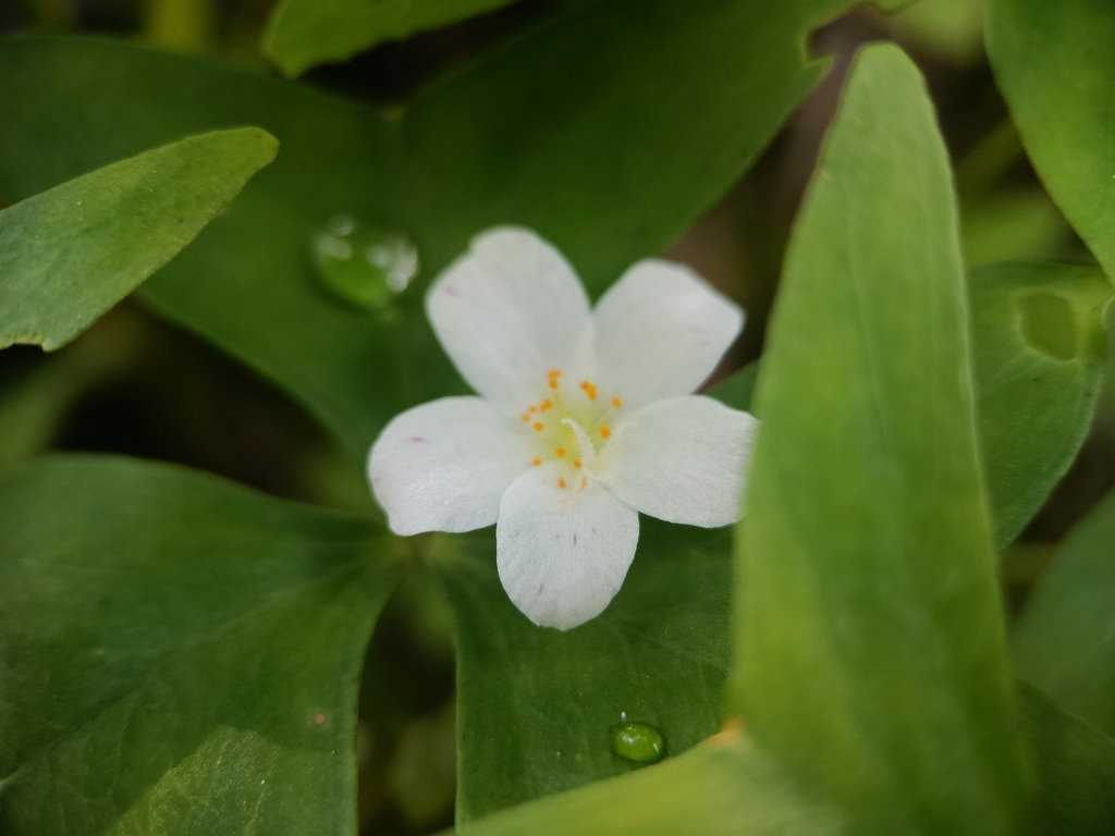 Hoa Mười Giờ Cánh Mỏng – Portulaca umbraticola
