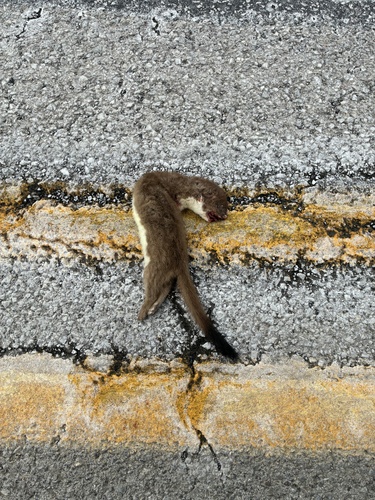 Long-tailed Weasel observed by chwillbill68