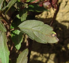 Discogloeum veronicae