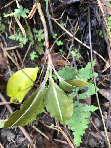 Rhomboda yakusimensis iNat (1)