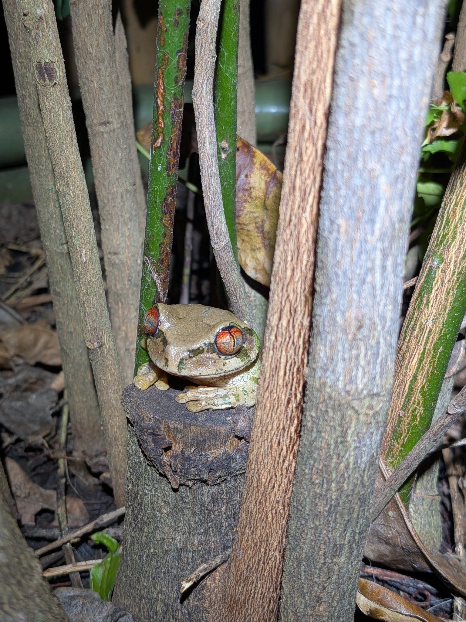 Leptopelis natalensis (Smith, 1849)