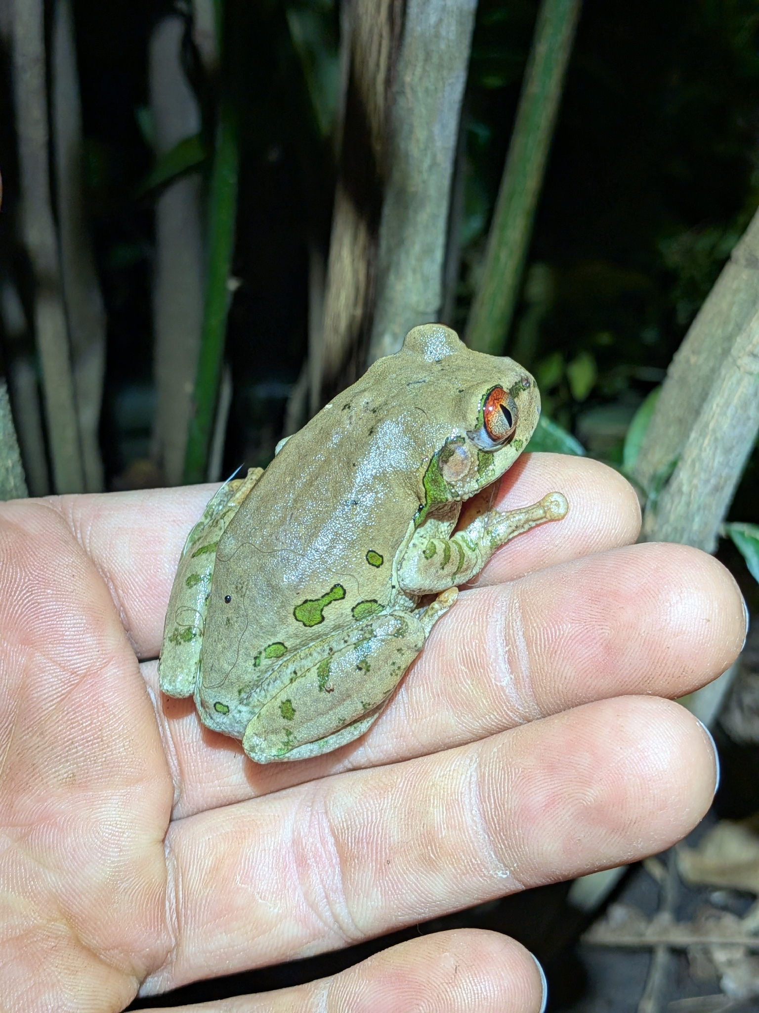 Leptopelis natalensis (Smith, 1849)