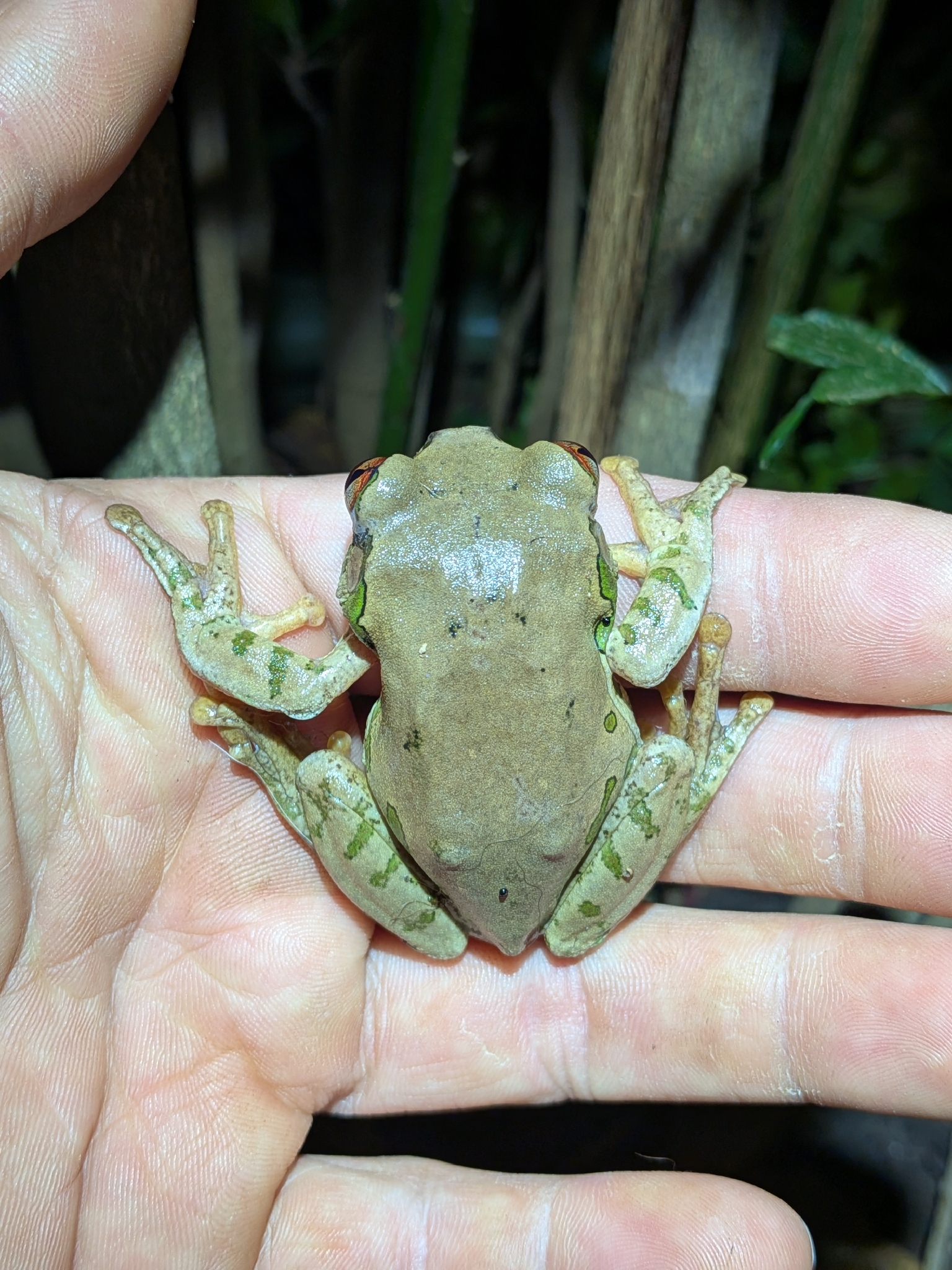 Leptopelis natalensis (Smith, 1849)