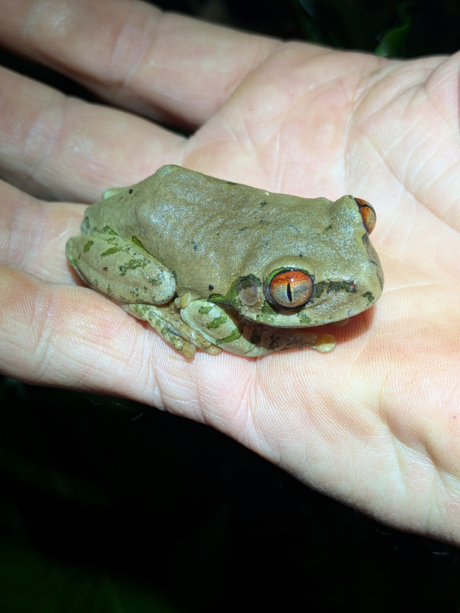 Leptopelis natalensis (Smith, 1849)