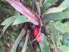 Guzmania desautelsii