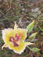 Calochortus weedii intermedius