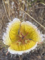 Calochortus weedii intermedius