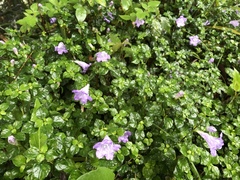 Strobilanthes rankanensis