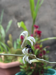 Trigona spinipes