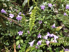 Strobilanthes rankanensis