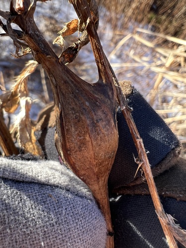 Unknown species found near Celery Farm, Allendale, NJ, US