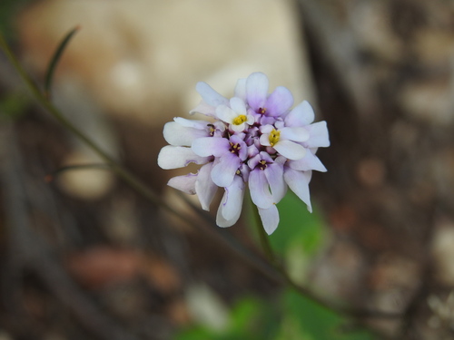 Flax-Leaved Candytuft (Iberis linifolia)