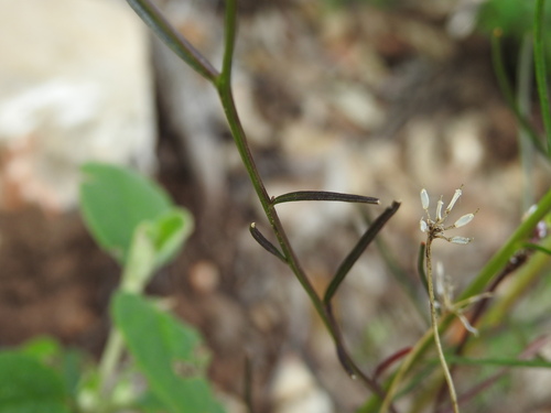 Iberis linifolia, photograph 2