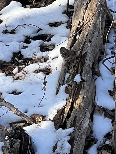Song Sparrow (Melospiza melodia), photo 2