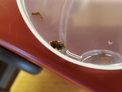 Laccophilus maculosus