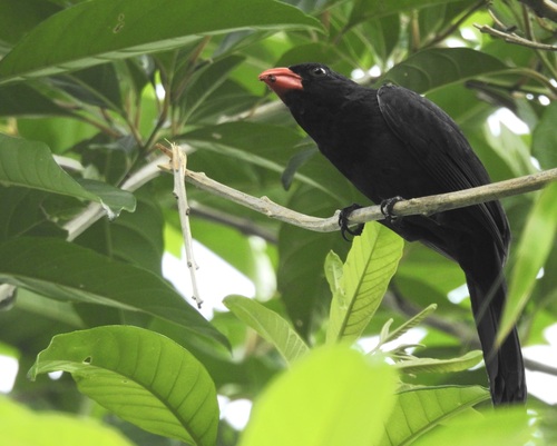 Black-throated Grosbeak (Saltator fuliginosus)