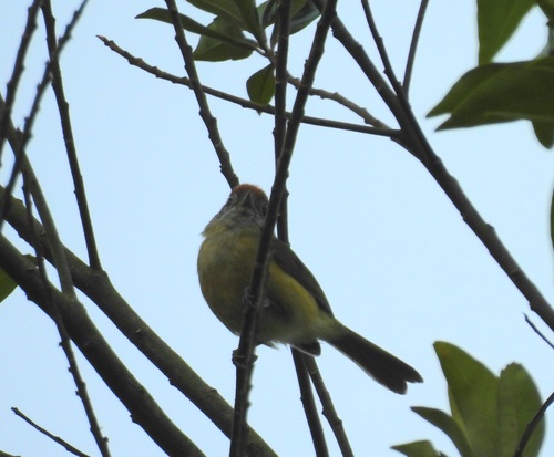 Rufous-crowned Greenlet (Hylophilus poicilotis)