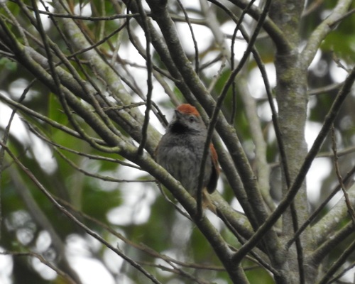 Spix's Spinetail (Synallaxis spixi)