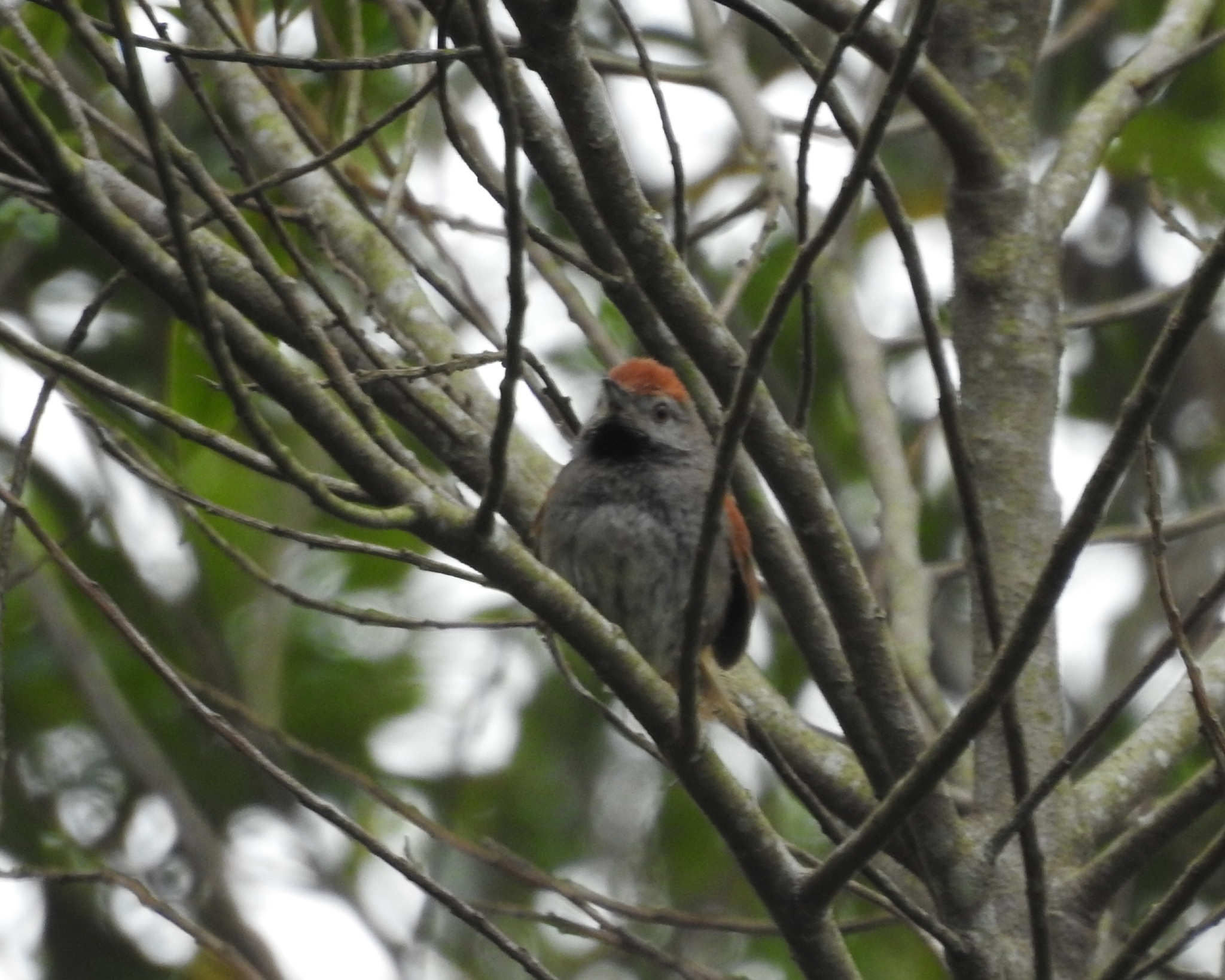 Spix's Spinetail (Synallaxis spixi), photo 1