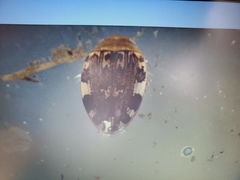 Laccophilus maculosus