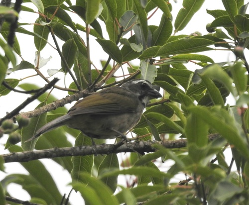 Green-winged Saltator (Saltator similis)