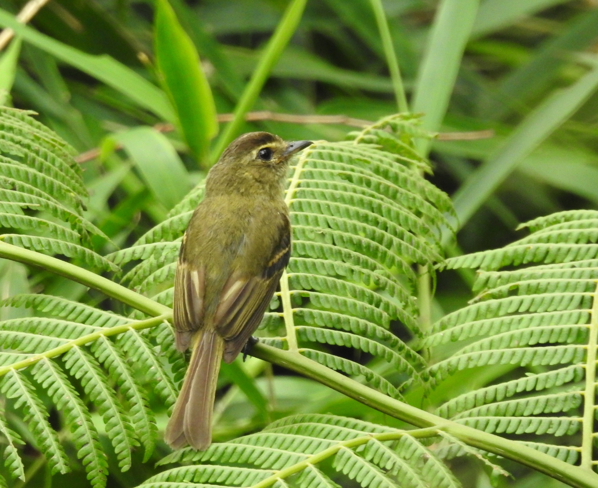 Large-headed Flatbill (Ramphotrigon megacephalum), photo 1