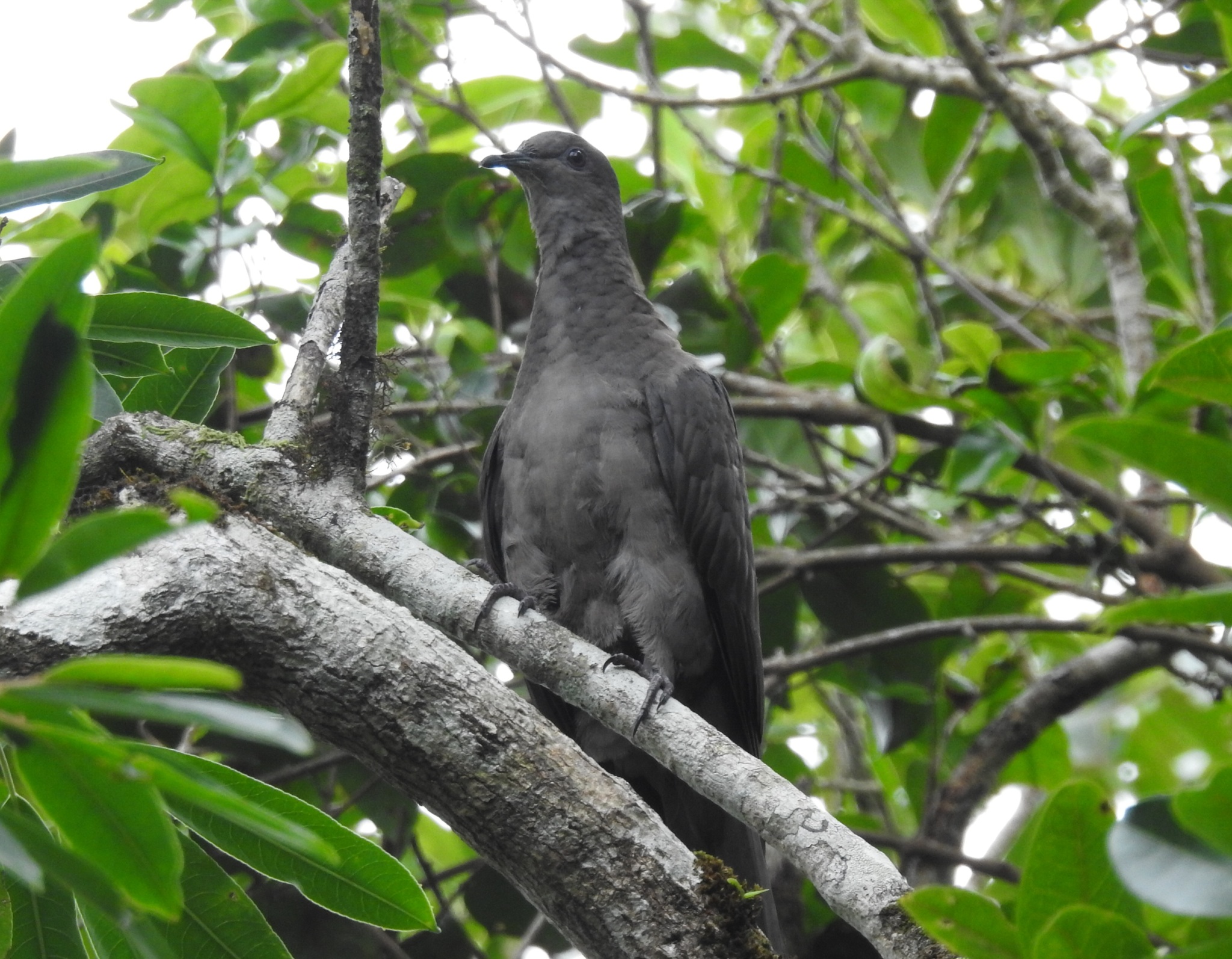 Plumbeous Pigeon (Patagioenas plumbea), photo 1