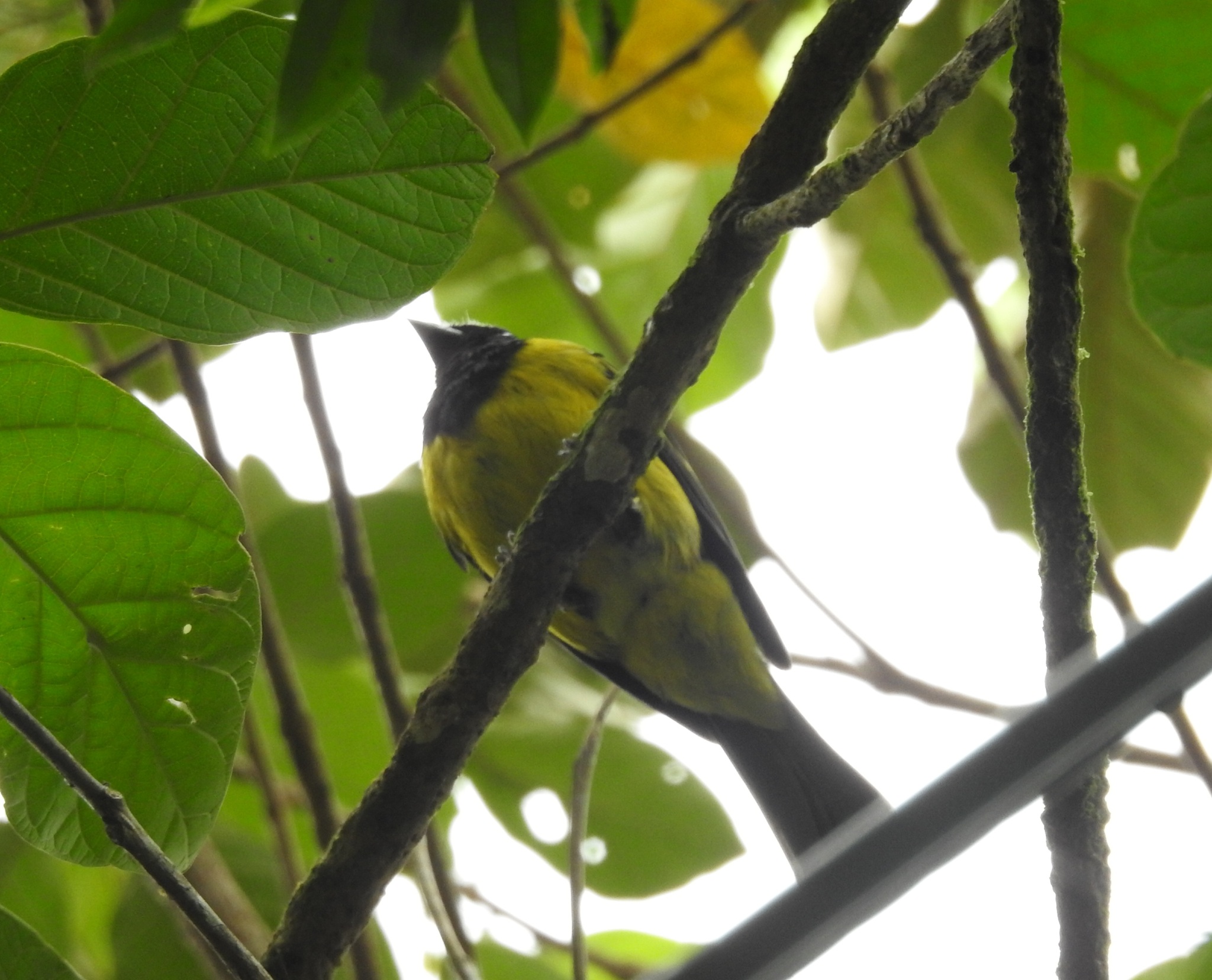 Hooded Berryeater (Carpornis cucullata), photo 1