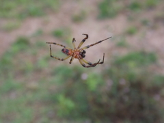 Alpaida veniliae